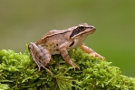 Agile Frog