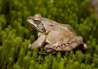 Agile Frog