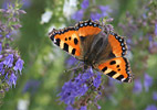 Aglais urticae