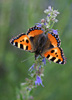 Aglais urticae