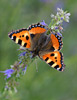 Aglais urticae