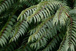 Ailanthus altissima