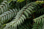 Ailanthus altissima