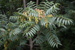 Ailanthus altissima