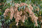 Ailanthus altissima