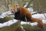 Ailurus fulgens