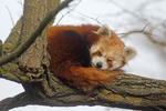 Ailurus fulgens