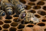 Albina meliferă europeană