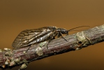 Alderfly