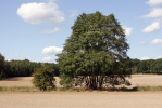 Alnus glutinosa