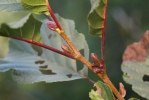 Alnus glutinosa