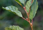 Alnus glutinosa