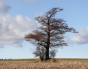 Alnus glutinosa