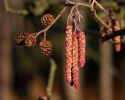 Alnus glutinosa