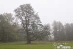 Alnus glutinosa