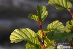 Alnus glutinosa