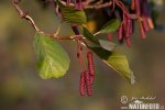 Alnus glutinosa