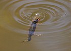 Alpenwatersalamander