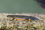 Alpenwatersalamander
