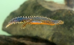 Alpenwatersalamander