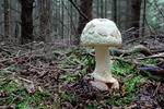 Amanita citrina