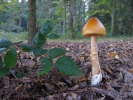 Amanita crocea