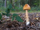 Amanita crocea