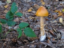 Amanita crocea