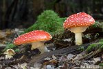 Amanita muscaria