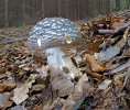 Amanita pantherina