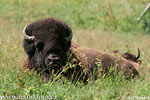 American Bison