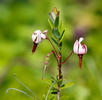 American Cranberry