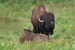 Amerikansk bison