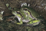 Anatolian Tree Frog