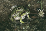 Anatolian Tree Frog