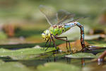 Anax imperator