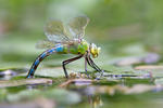 Anax imperator