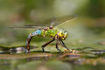 Anax imperator