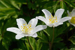 Anemone nemorosa