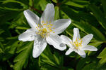 Anemone nemorosa