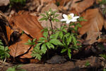 Anemone nemorosa