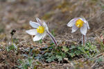 Anemone primaverile