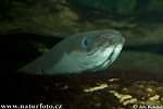 anguila común