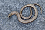 Anguis fragilis