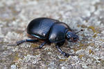 Anoplotrupes stercorosus