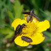 Anthaxia quadripunctata