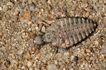 Antlion