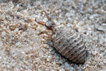 Antlion