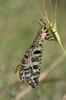 Antlion