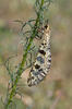 Antlion